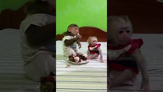 Cute Baby Monkey Tantan amp Baby A Tong [upl. by Einahpetse]