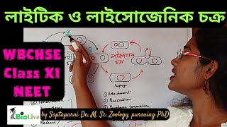 Lytic and Lysogenic Cycle of Bacteriophage Reproduction WBCHSE Class 11 Biology NEET [upl. by Adda885]