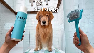 How I Groom My Golden Retriever ASMR [upl. by Helali455]