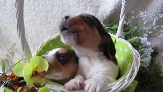 3 week old Beagle Puppy Howling [upl. by Reuben]