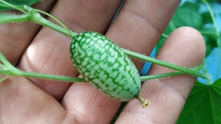 Mouse Melon  Cucamelon Melothria scabra [upl. by Atirec]