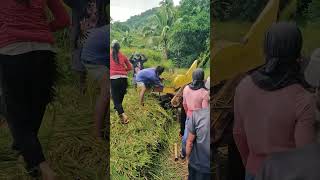 Harvesting rice vloggers vloggers nature [upl. by Macfarlane657]