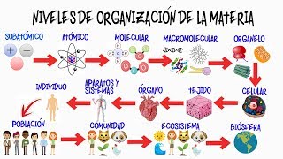 🌎NIVELES DE ORGANIZACIÓN DE LA MATERIA🌿  BIOLOGÍA [upl. by Yltneb440]