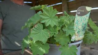 Alchemilla Mollis  Top Tips [upl. by Nort]