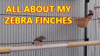 ZEBRA FINCHES AS PETS [upl. by Ieppet]