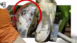 the HOOF RESTORATION of a cow who STRUGGLES TO WALK [upl. by Solly614]