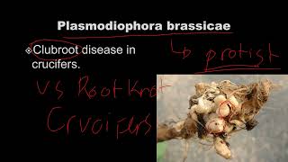 Crop Protection Q amp A  Nematode life cycle [upl. by Lillis734]