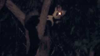 Greater Glider Petauroides volans  Gliding Possum Australia [upl. by Nwatna961]