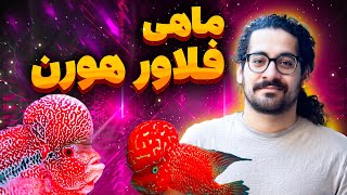 ماهی فلاور هورن ٫ساخته دست بشر😱 [upl. by Radcliffe]