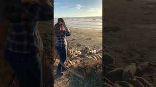 Californias Piedras Blancas Elephant Seal Rookery [upl. by Ancilin]