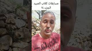 مسابقات كلاب الصيد  الفرق بين المسابقات في فرنسا و بعض الدول الاخرى  Field trials part 14 [upl. by Bradney801]