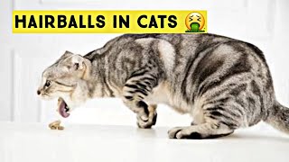 HAIRBALLS IN CATS  How to Treat Hairballs in Cats  Symptoms amp Treatment [upl. by Woehick945]