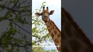 Giraffe  Giraffa camelopardalis [upl. by Sup]