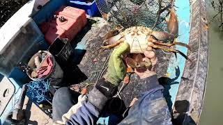 Caught huge mudcrab crab bite on foot Queensland Australia [upl. by Demitria464]