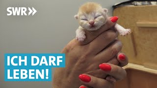 Tierheim Doku – Tierpfleger suchen neues Zuhause für Kitten und Welpen [upl. by Enelyam]