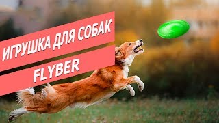 Игрушка для собак Флайбер  Обзор летающей тарелки для собак  Flyber  Dog toy review [upl. by Hinze]