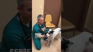 Kennel Cough Exam amp Test in Dogs [upl. by Haleehs]