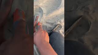 We found copper in beach sea sand metaldetectorshorts [upl. by Warfield]