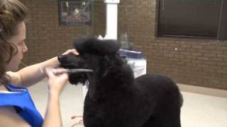 Grooming the Topknot and Crest of a Standard Poodle in a Lamb Trim [upl. by Kliment]