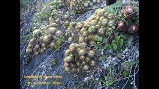 Mamillaria flavescens v nivosa île Saint Martin vidéo 415  2014 [upl. by Bollen]