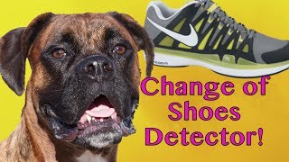 Brock the Boxer Dog CHANGING SHOES DETECTOR [upl. by Lledniw]