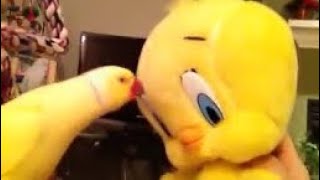 Bowie Talks to Tweety [upl. by Laurinda644]