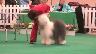 WELKS 2014 Championship Dog Show  Pastoral group [upl. by Nylhtak]