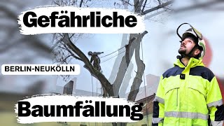 Spezialfällung in Berlin Neukölln Kletterer im Einsatz  Schwer zugänglicher Baums im Innenhof [upl. by Aihsinyt317]