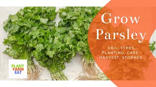 How to grow parsley indoors [upl. by Alistair590]