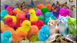 Tangkap Anak ayam lucu warna warni ayam rainbow bebek angsa ikan hias ikan cupang Kelinci🐇🐇 [upl. by Hirasuna]