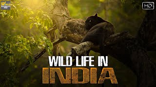 भारत का वन्यजीवन एक अलग नजरिये सें  Indian Wild Life  Wild Documentary [upl. by Shugart413]