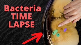 WASHED vs DIRTY Hands Bacteria TIMELAPSE FRIGHTENING [upl. by Esile]