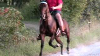 world champion speed racking horse [upl. by Burkitt]