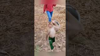 Lucky monkey animals love lucky story clever monkey shorts shortvideo [upl. by Matejka]