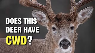 What Does a Deer With CWD Look Like Chronic Wasting Disease in Wild Whitetails [upl. by Roban584]