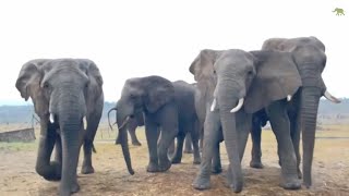 An Emotional Moment as the Herd Gather at the Orphanage Without Phabeni [upl. by Sarkaria]