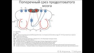 Medulla oblongata продолговатый мозг [upl. by Adamec]