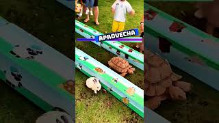 🐇🆚🐢 Conejo vs tortuga  Esemajeengasado LaCerpetadelosvrgzos youtube shorts [upl. by Benson]