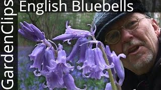 English Bluebells  Hyacinthoides nonscripta  Common Bluebells [upl. by Weaver]