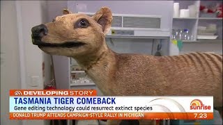 Tasmanian tiger cloning  News report [upl. by Annais708]