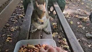 🐿 Squirrel grovepark weston squirrelwatching cuteanimals 2024 bekindtoanimals wildlife cute [upl. by Rossuck]