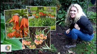 How to plant Fritillaria imperialis or Crown Imperial bulbs  FarmerGracycouk [upl. by Row]