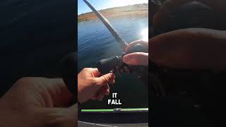 The TRUTH about Swimbait Bass Fishing 🎣🤙🏼🎣 bassfishing fishing bass [upl. by Eentihw]