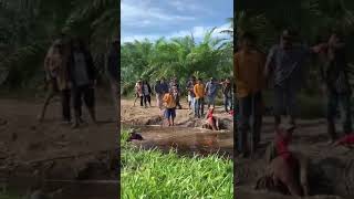 Buaya sungai Rokan makan korban lagi kejadian di Teluk hilap kab Rokan hilir riau [upl. by Yssej]