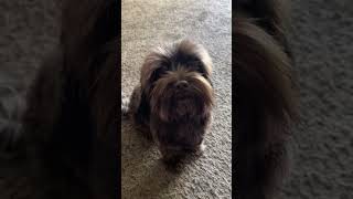 Chocolate Havanese [upl. by Nottage]