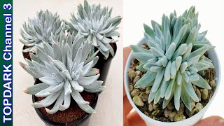 10 Lindas Variedades de Dudleya [upl. by Ahsenrad802]