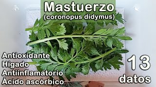 13 datos sobre el MASTUERZO coronopus didymus [upl. by Shari]