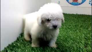 venta de perros cachorros French Poodle Mini Toy Macho Cachorros y mas cachorroscom [upl. by Huan]