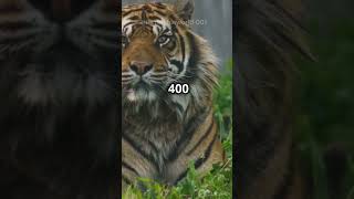 Incredible Sumatras Tiger Nature s Majesty shorts [upl. by Bremble]