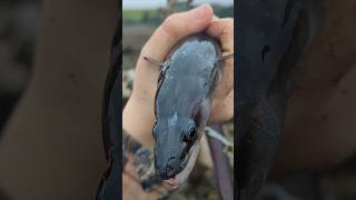 ROCKPOOL RESCUE HUGE EEL IN A ROCKPOOL fish shorts nature wildlife fishing eel [upl. by Erida]